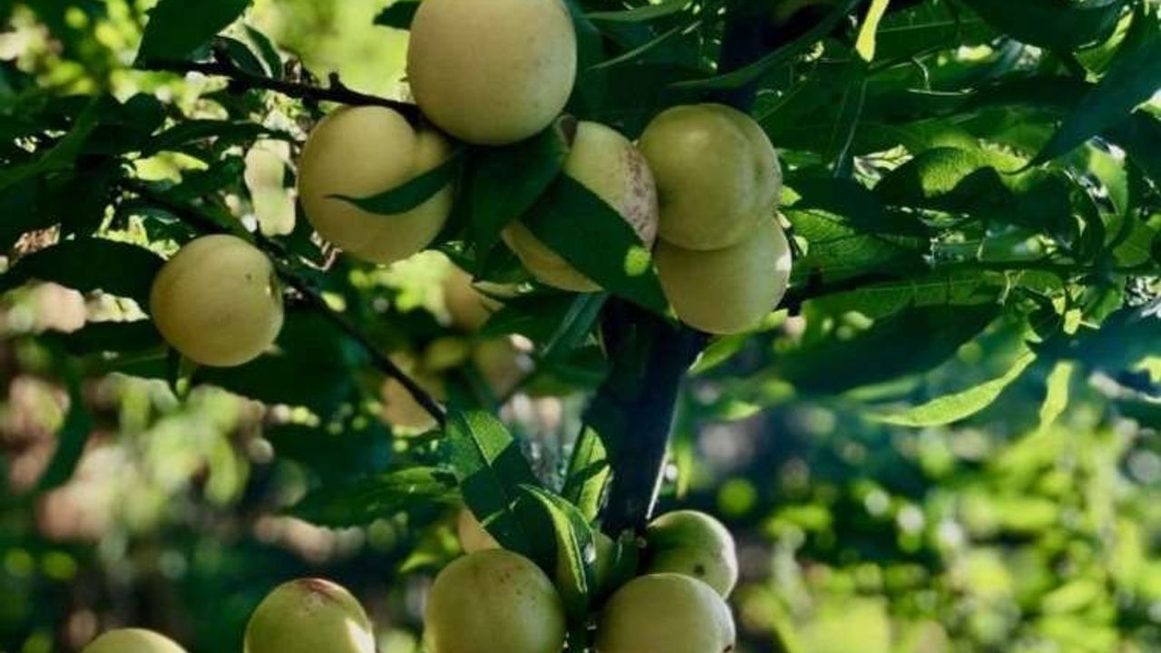 Bayramiç Beyazı: Sağlığa Faydaları ve Tüketimi