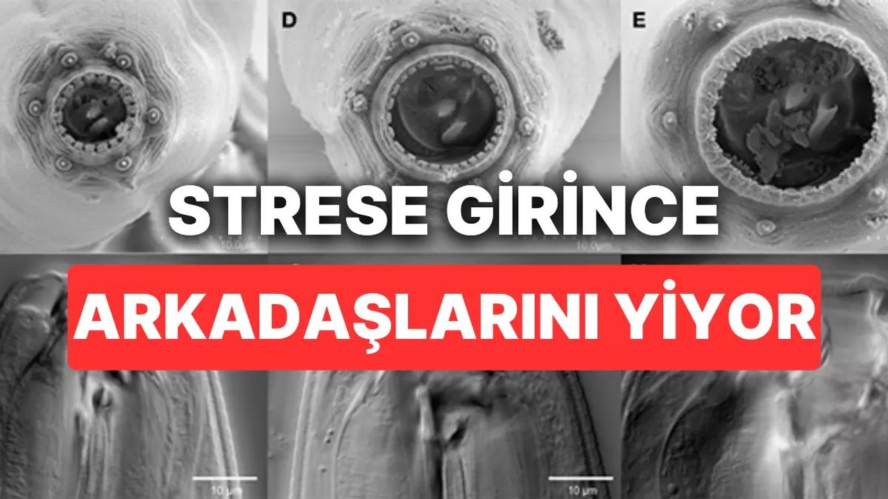 Allodiplogaster sudhausi: Stresli Kurtçukların Yamyam Davranışı