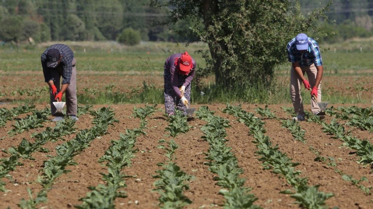 Konya Şeker, Pancar Üreticilerine Söküm Avansı Ödeyecek