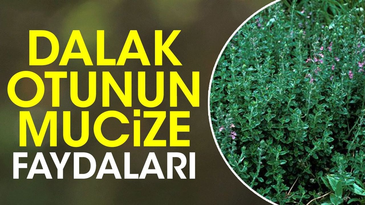 Dalak Otu ve Katırtırnağı Otu: Mucizevi Doğal İlaçlar