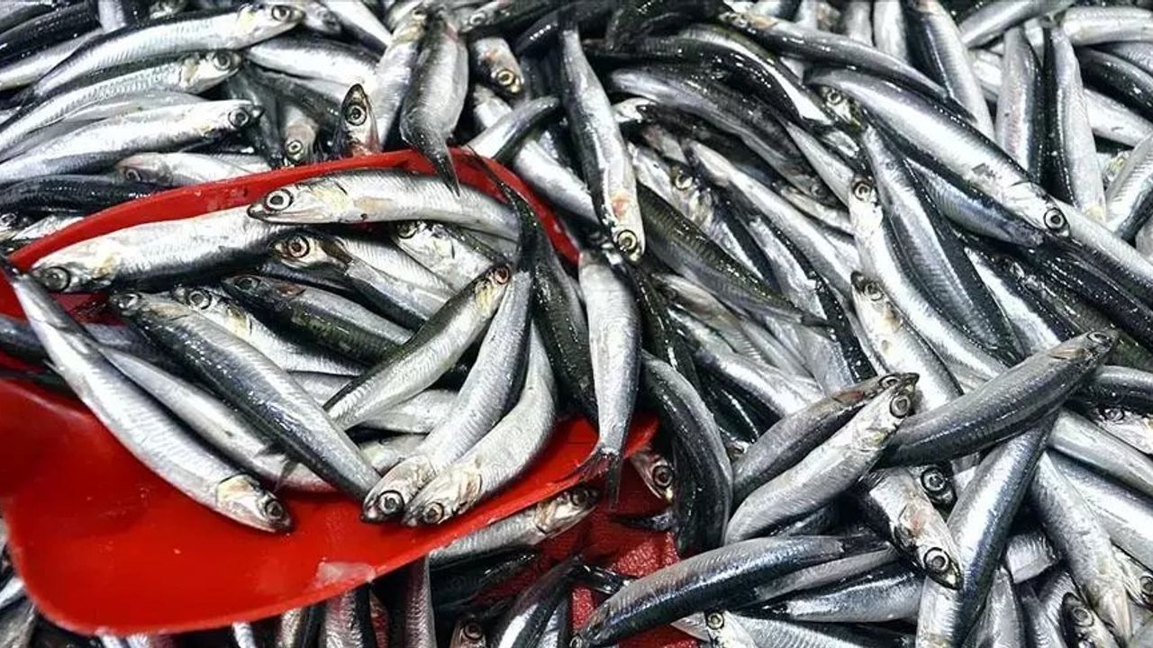 Karadeniz'de Hamsi Fiyatları Düşüşe Geçti