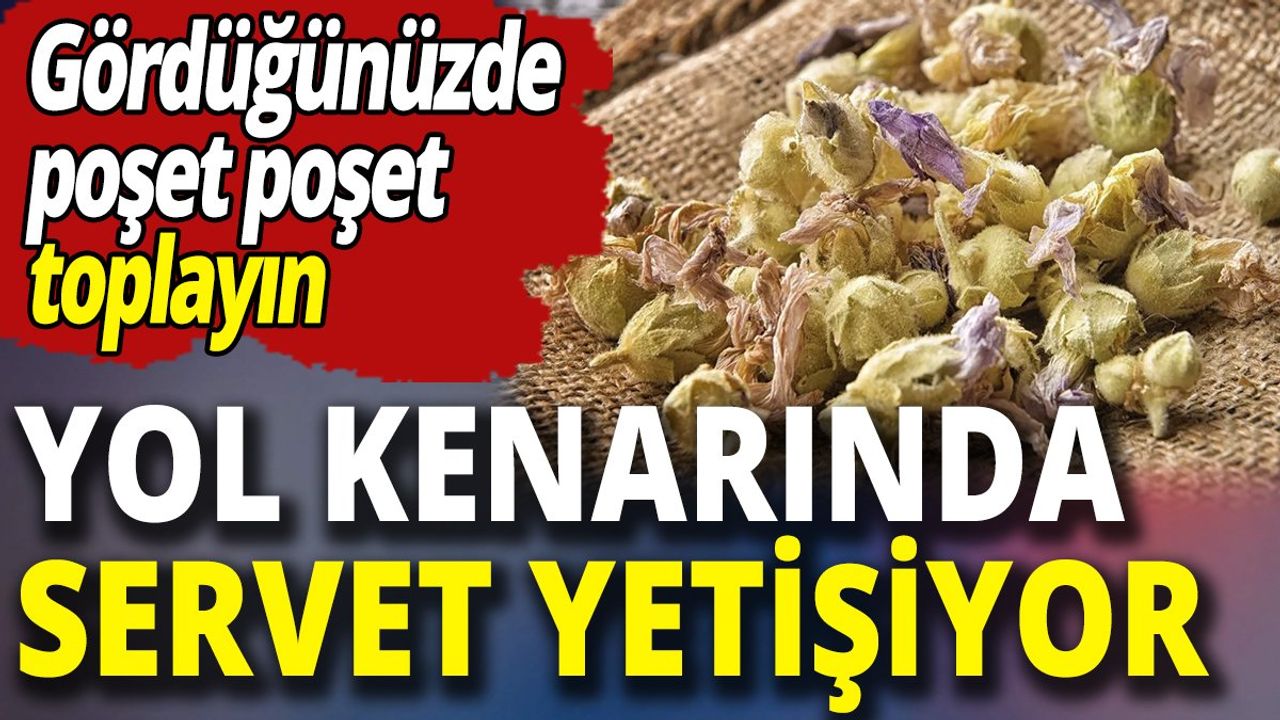 Yol Kenarında Yetişen Şifalı Bitki: Hatmi Çiçeği