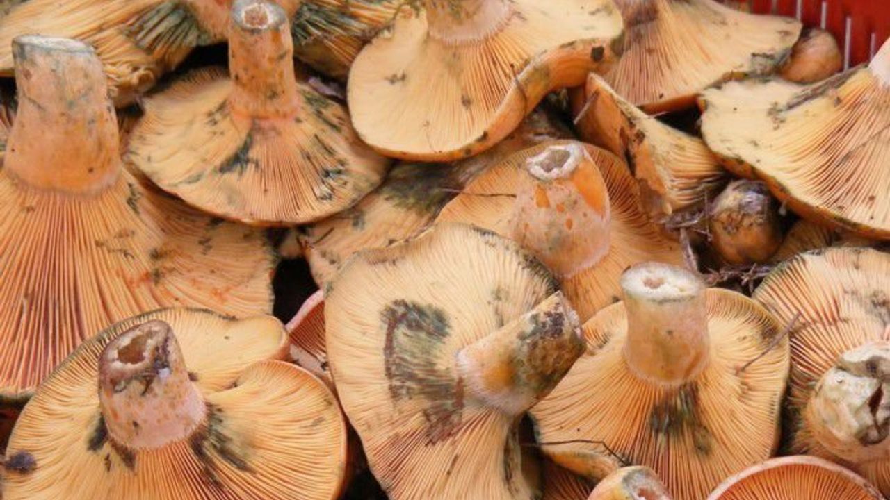 Kanlıca Mantarı Nedir?