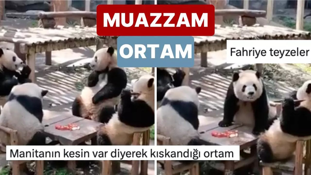 Sosyal Medyada Viral Olan Panda Videosu