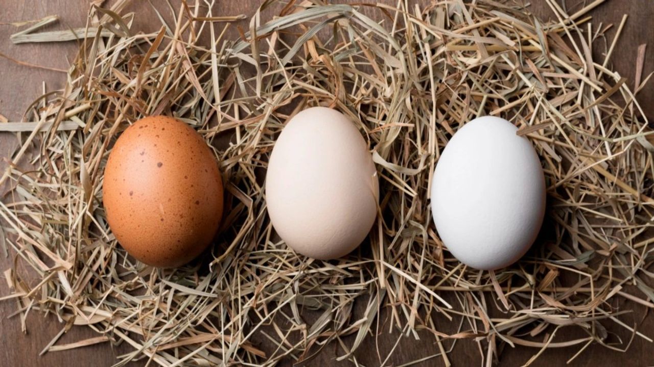 Yumurtanın Üzerindeki Sayılar ve Kalite