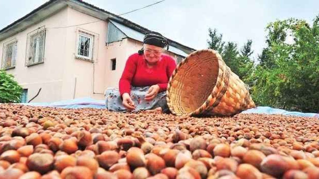 Fındığa Seçim Zammı: Dev Zam Ocak Ayında