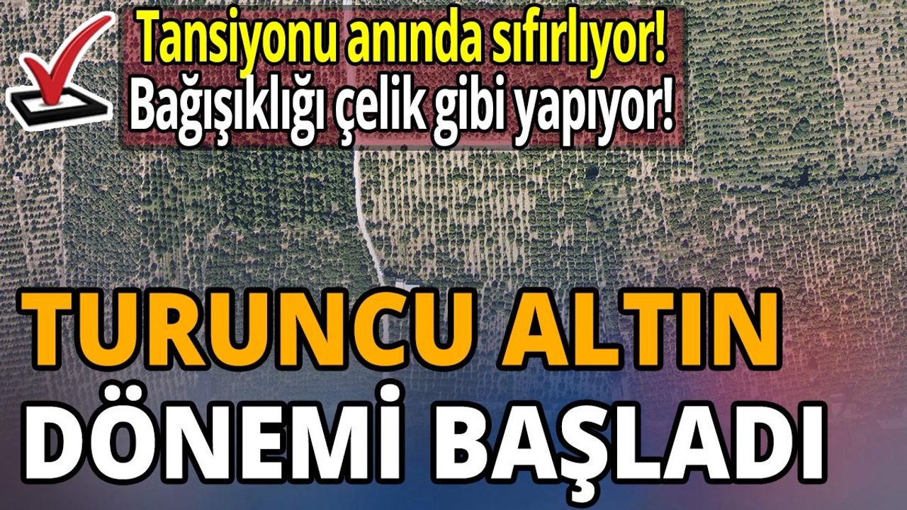 Turuncu Altın: Satsuma Mandalinasının Faydaları ve Hasat Dönemi