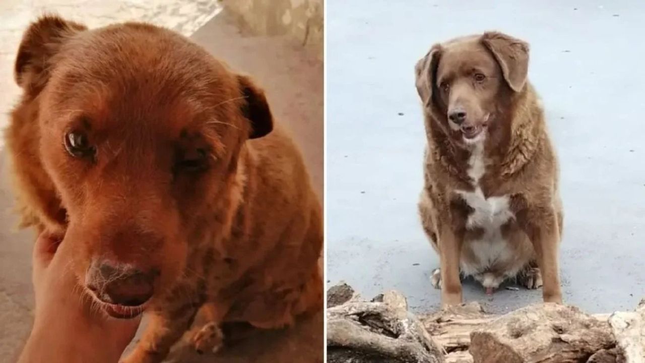 Dünyanın En Yaşlı Köpeği Bobi Öldü