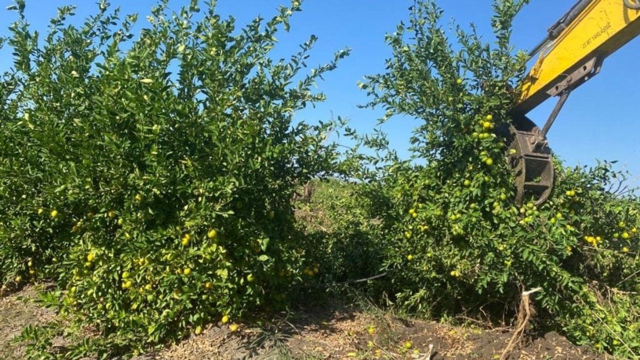 Limon Üreticileri Zor Durumda: Fiyatlar Düşük, Ağaçlar Sökülüyor