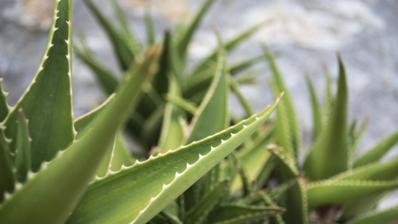 Aloe Vera'nın Şaşırtıcı Faydaları ve Kullanımı