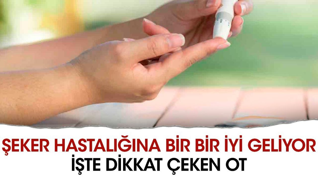 Şeker Hastalığına İyi Gelen Duvarfesleğeni Otu