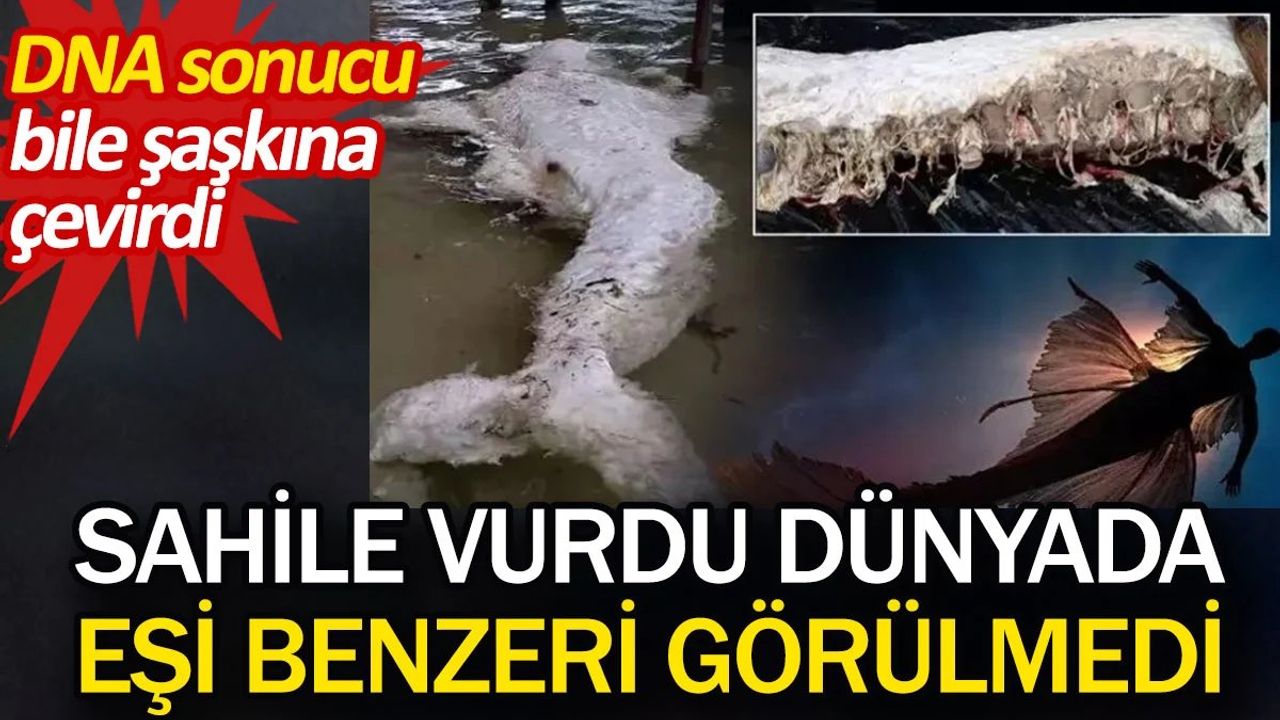 Papua Yeni Gine Sahillerinde Tuhaf Bir Deniz Canlısı Bulundu