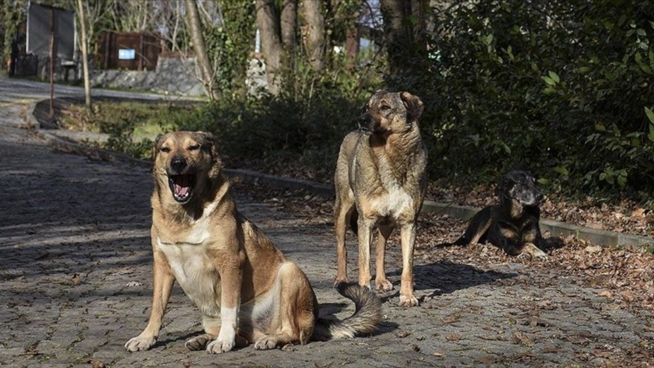 Bhutan, Sokak Köpeklerini Aşılayarak Dünyanın İlk Ülkesi Oldu