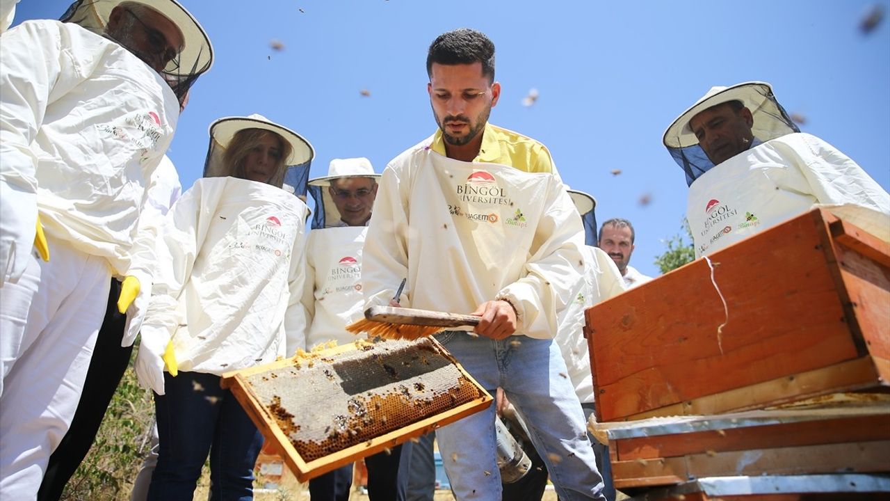 Bingöl Balında Hasat Sezonu Açıldı