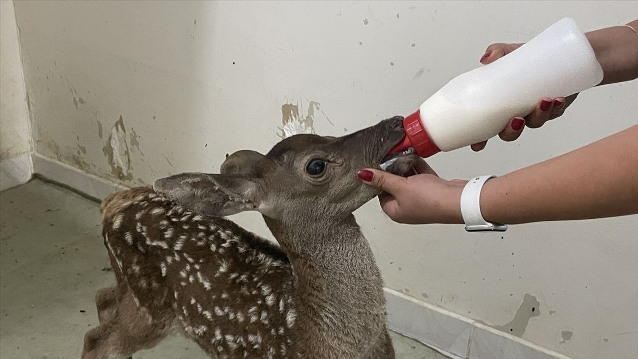 Bolu'da Yaralı Kızıl Geyik Yavrusuna Şefkatli Bakım