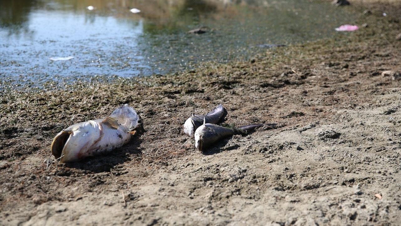 Edirne'de Kuraklık Nedeniyle Balık Ölümleri Gerçekleşti