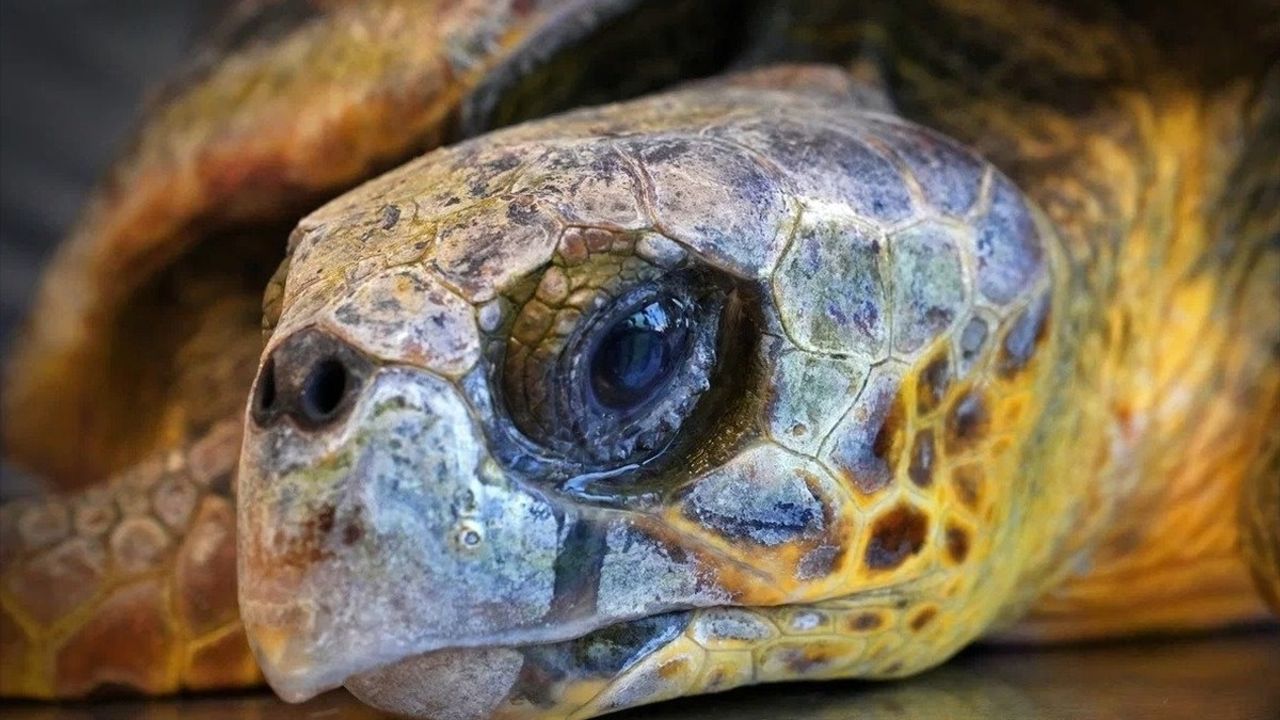 İzmir'de Kıyıya Vuran Caretta Caretta İçin Tedavi Süreci Başladı