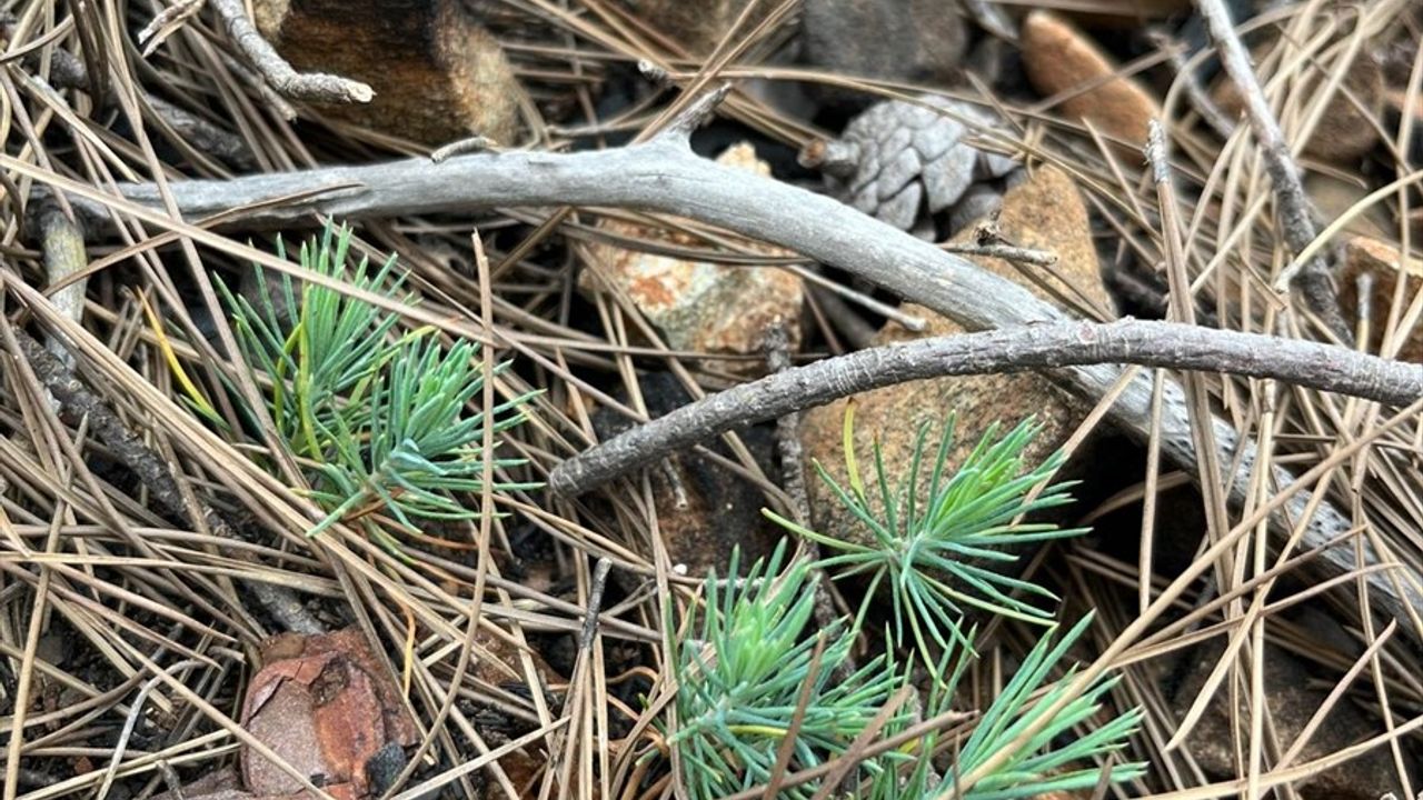 Kemer'de Orman Yangını Sonrası Ağaçlandırma Çalışmaları Başladı