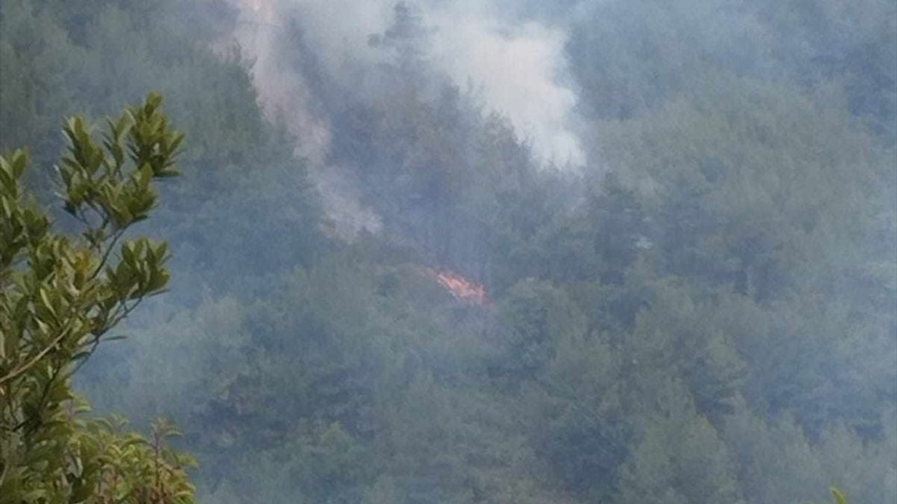 Sinop'ta Orman Yangını Kontrol Altına Alındı