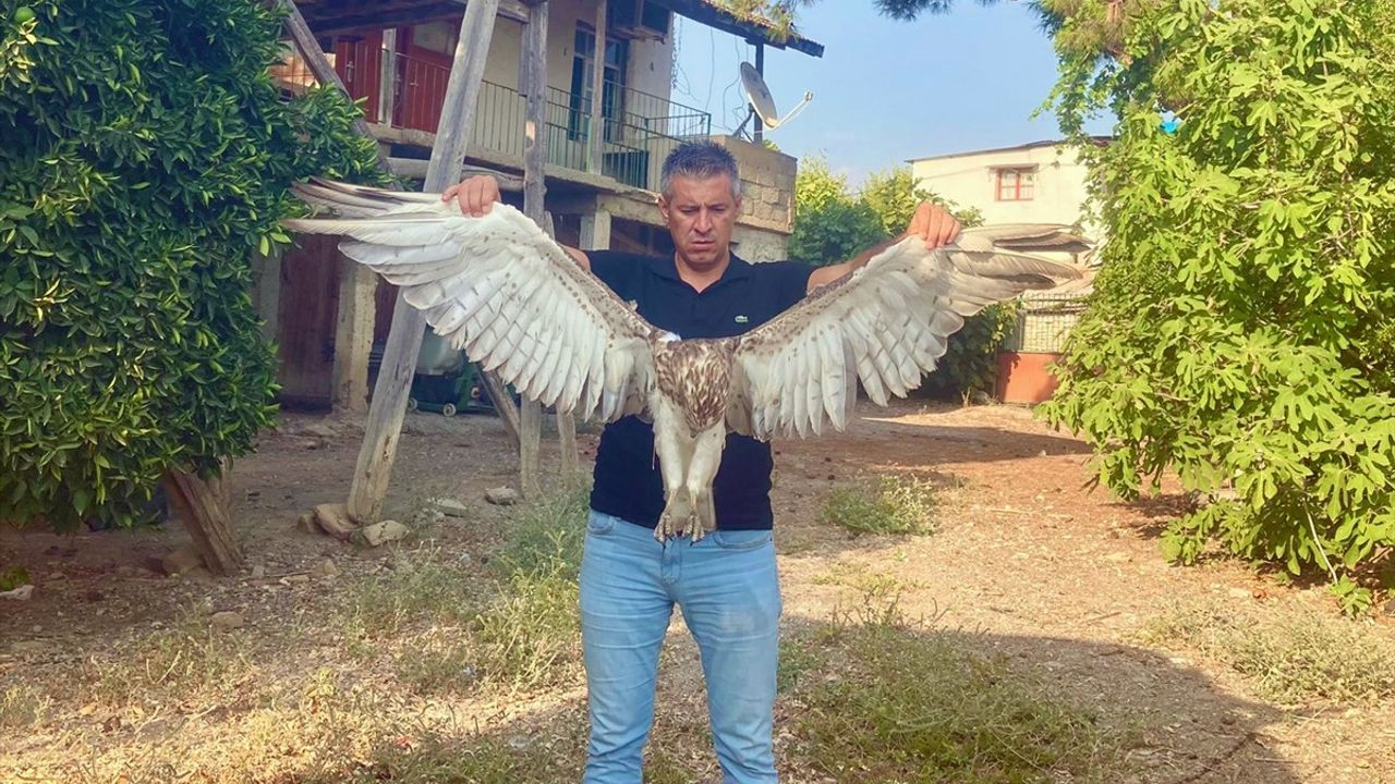 Adana'da Yaralı Kartal Tedavi Ediliyor