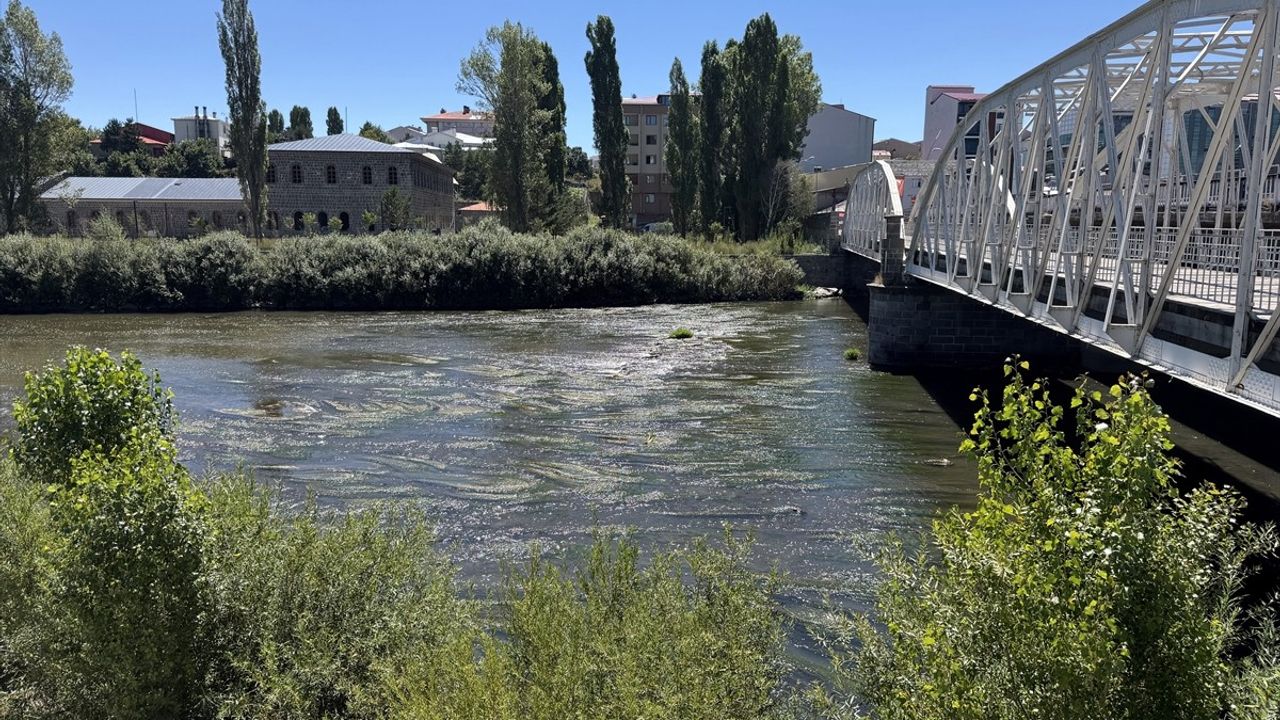 Ardahan'daki Kura Nehri Sıcak Hava Etkisiyle Yosunla Kaplandı