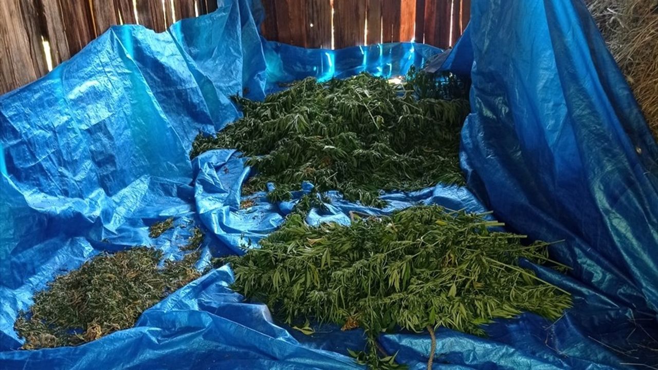 Artvin'de 'Narkoçelik-36' Operasyonu: 502 Kilogram Esrar ve İki Tutuklama