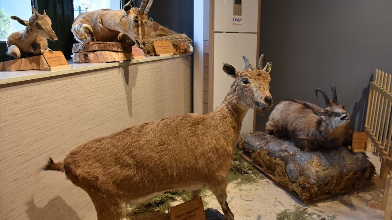 Artvin'de Yeni Bitki İşleme Merkezi ve Yaban Hayatı Müzesi Açıldı