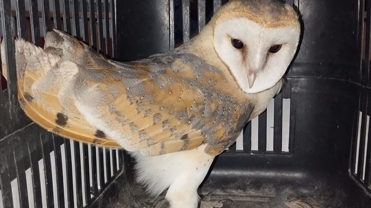 Balıkesir'de Havalandırma Boşluğundaki Baykuş Kurtarıldı