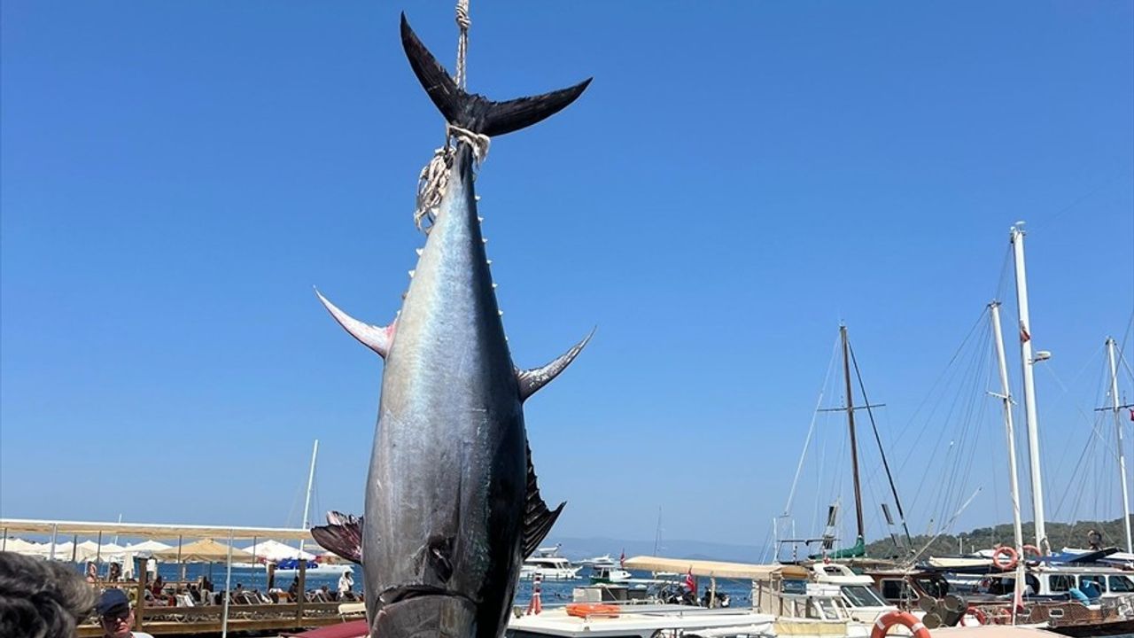 Bodrum'da Amatör Balıkçılardan Dev Orkinos Elde Edildi