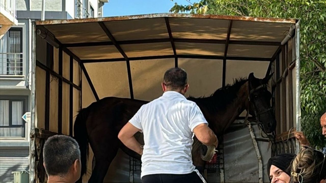 Bursa'da Yaralı At Kurtarılarak Hayvan Bakım Evine Alındı