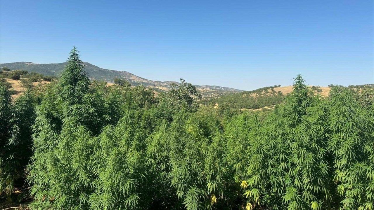 Diyarbakır'da Narko-Terör Operasyonu: 1 Milyondan Fazla Kenevir Ele Geçirildi