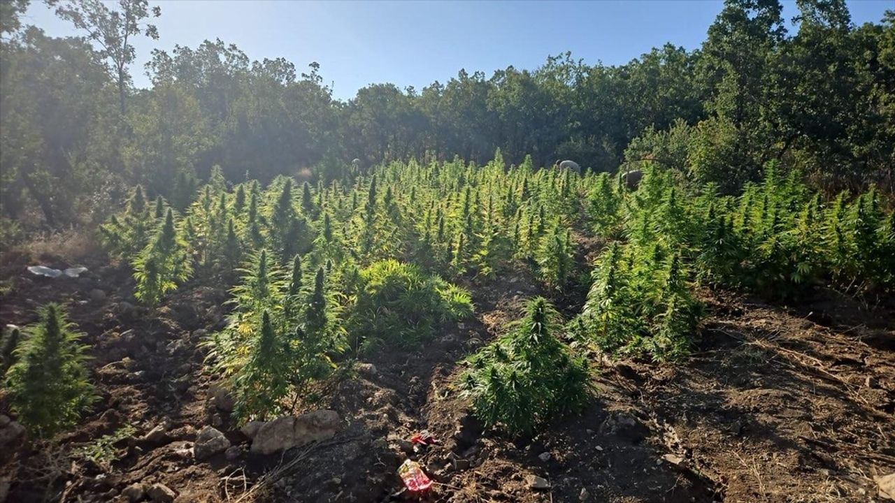 Diyarbakır'da Narko-Terör Operasyonu: 2 Milyon Kök Hint Keneviri Ele Geçirildi