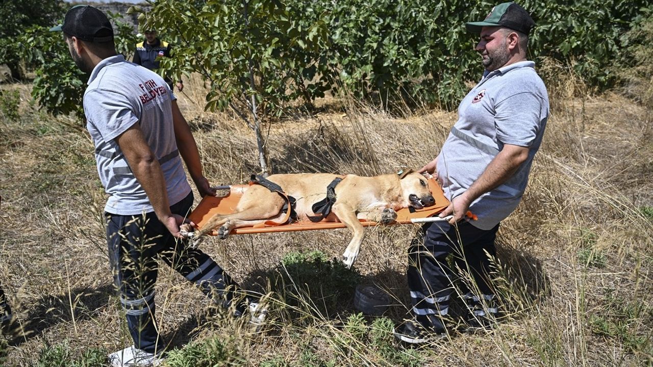 Fatih'te Sahipsiz Köpeklerle İlgili Önemli Adım