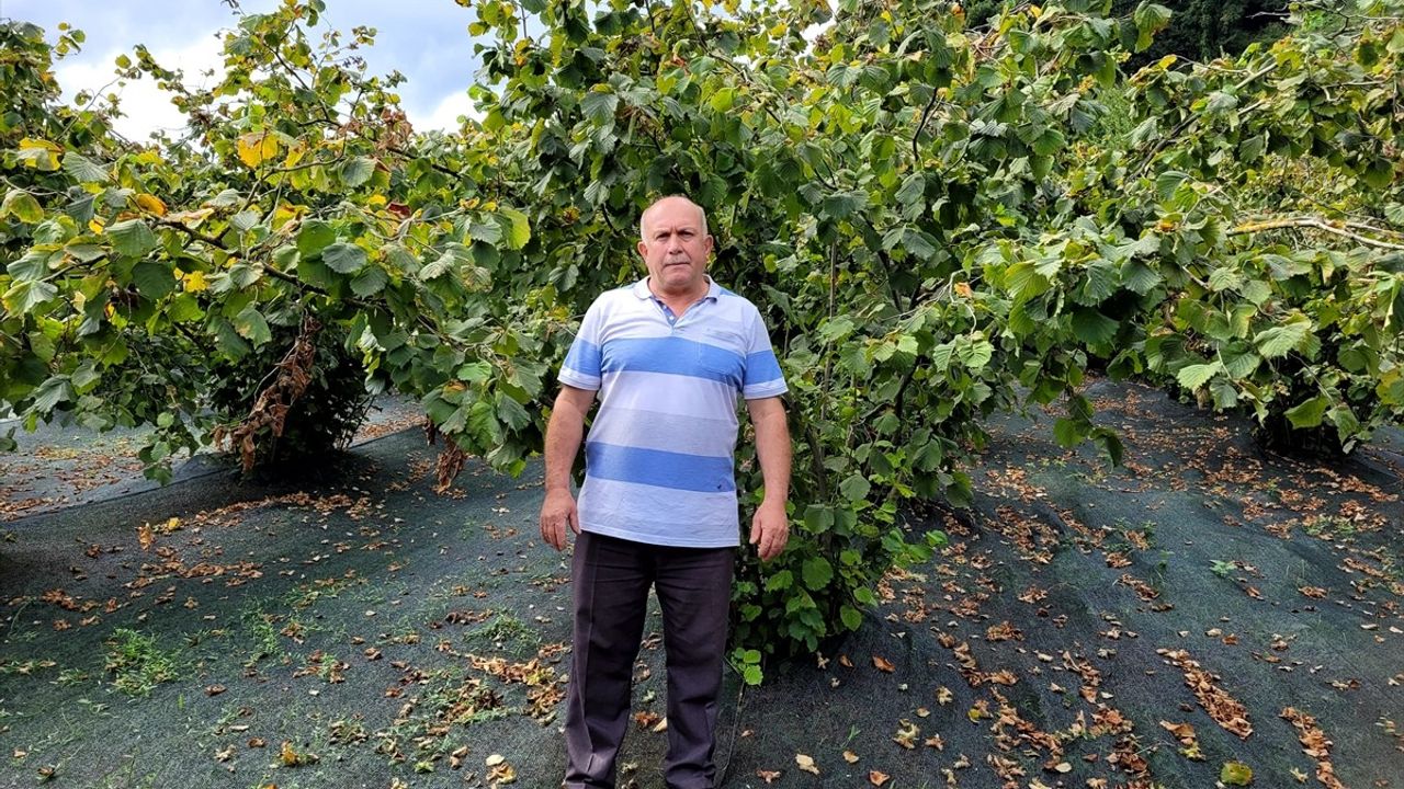 Fındık Üreticileri Hasat Filesi ile Maliyetleri Düşürüyor