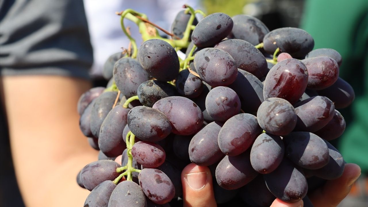 Hatay'da Üzüm Hasadı Başladı