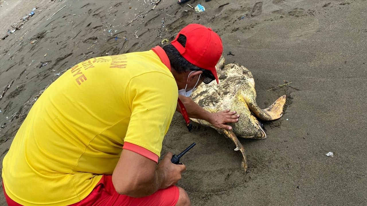 Hatay'da Yaralı Caretta Caretta Kaplumbağası Kurtarıldı