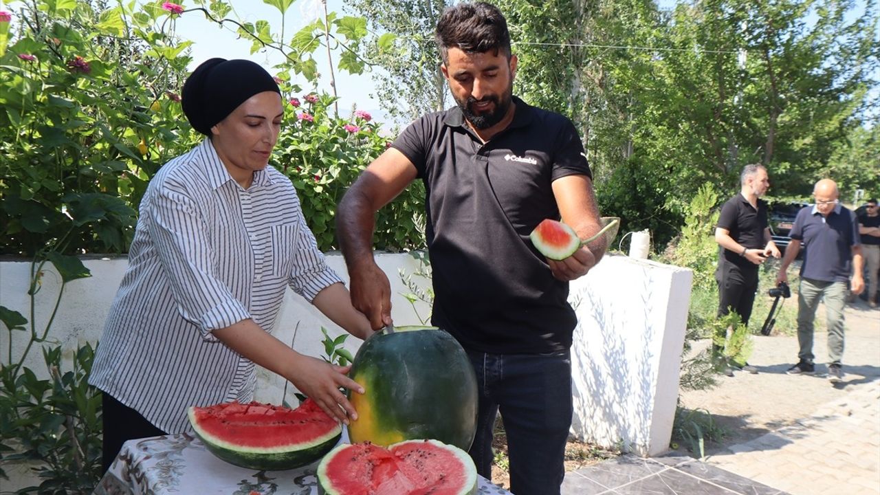 Iğdır'da Karpuzun Dördüncü Hasadı Yapıldı