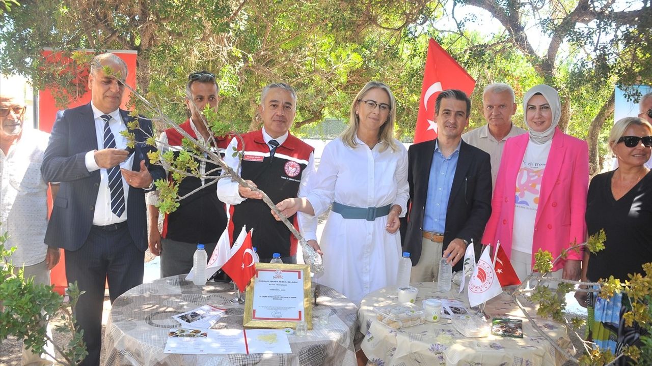 İzmir'de Damla Sakızı Üretiminin Artırılması Hedefleniyor