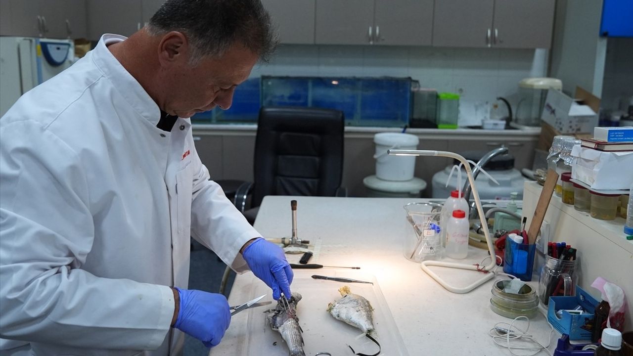 İzmir Körfezi'ndeki Kirlilik: Balık Ölümleri Tehlikesi