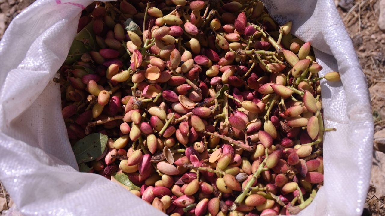 Karaman'ın Fıstıkları Gaziantep ve Şanlıurfa Pazarında İlgi Görüyor