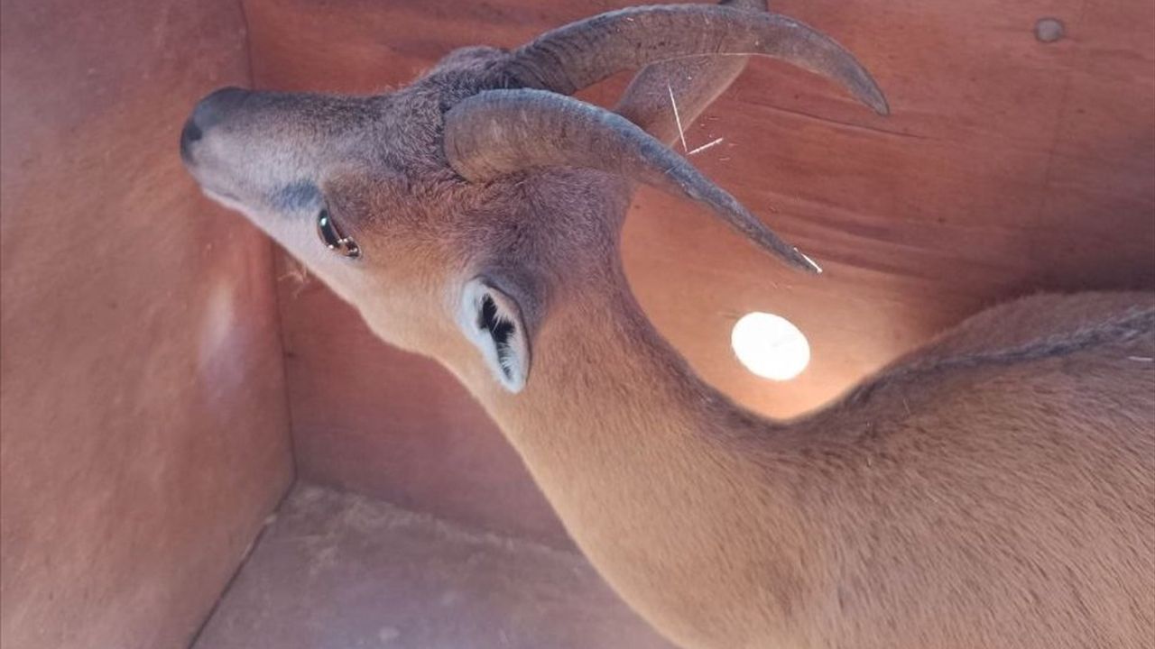 Kazankaya Kanyonu'nda Yeni Dağ Keçileri Salındı