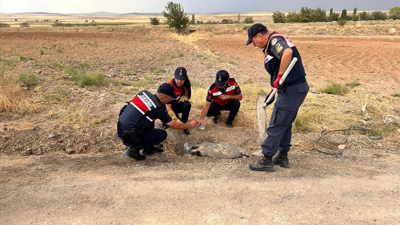 Kırıkkale'de Yaralı Bal Porsuğu Tedavi Ediliyor