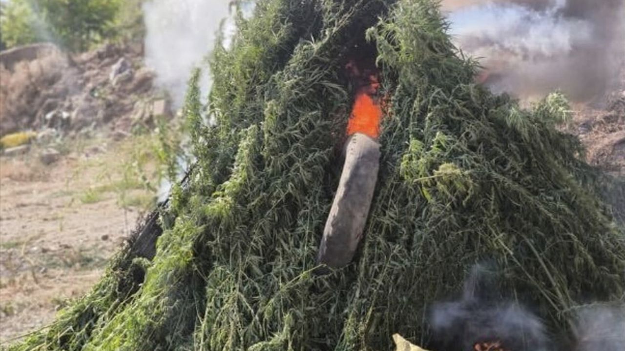 Kırklareli'nde Dev Hint Keneviri Operasyonu