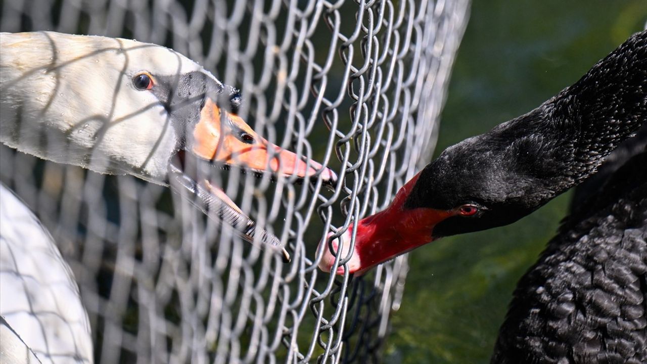 Kuğulu Park'ta Kuğular Arasındaki Kavga Tel Örgü ile Sona Eriyor