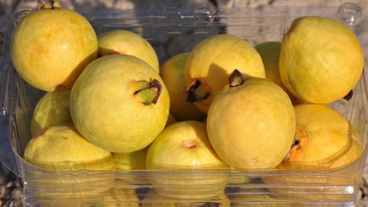 Mersin'de Guava Hasadı Başladı