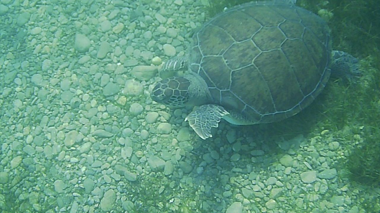 Muğla'da Deniz Kaplumbağaları Su Altında Görüntülendi