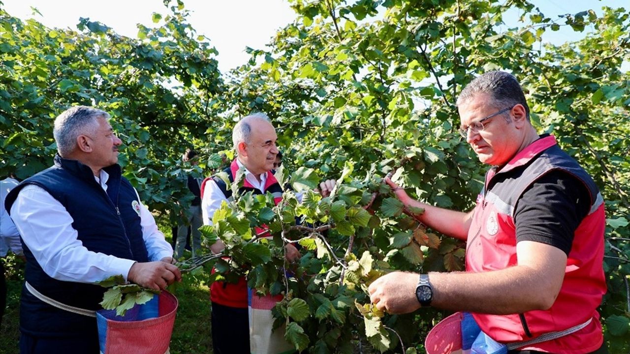 Ordu'da Fındık Hasadı Başladı