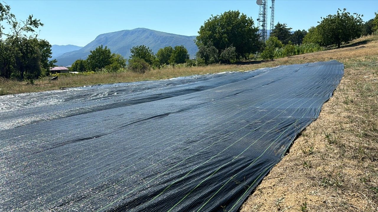 Safranbolu'da Erken Çiçek Açan Safran İçin Örtü Yöntemi Uygulandı