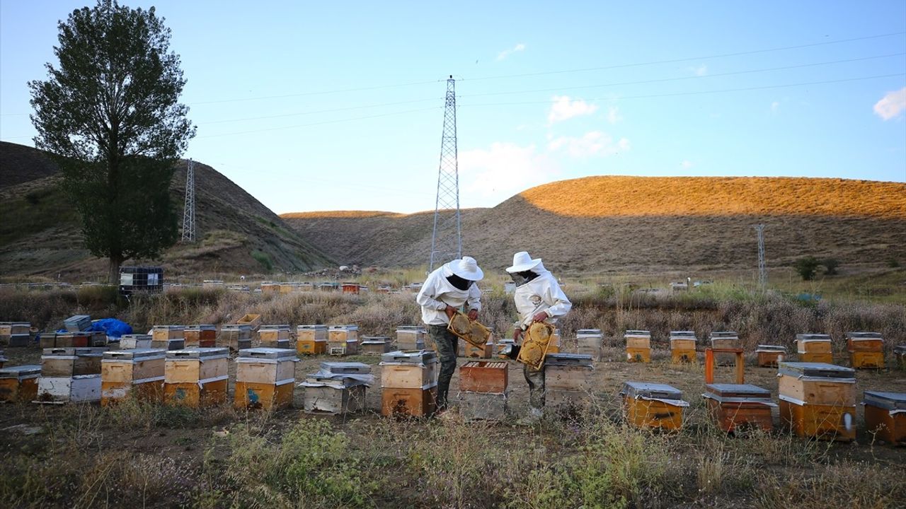 Şeytan Dağları'ndan Londra'ya Altın Madalya: Şenli Ailesi'nin Başarısı