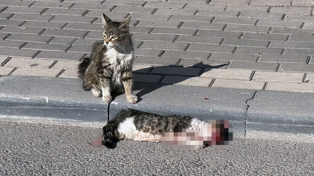 Sivas'ta Sadık Kedi Yavrusu Duygusal Anlar Yaşattı